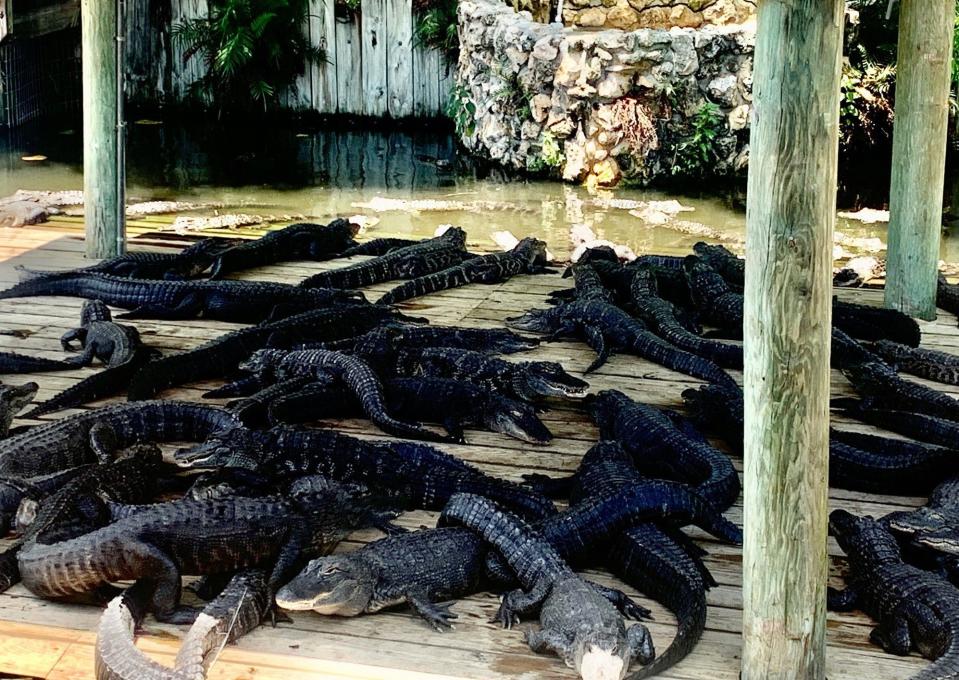 A pile of young gators nap in the shade at Gatorland in Orlando.