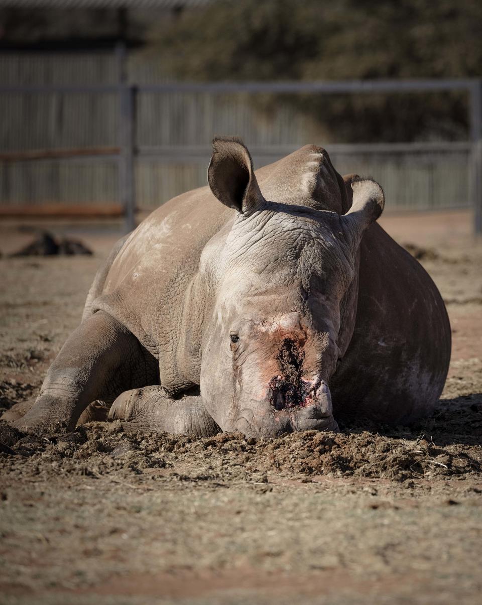 Hundreds of rhinos continue to be poached for their horns in South Africa. Source: Media Drum World/ Australscope

