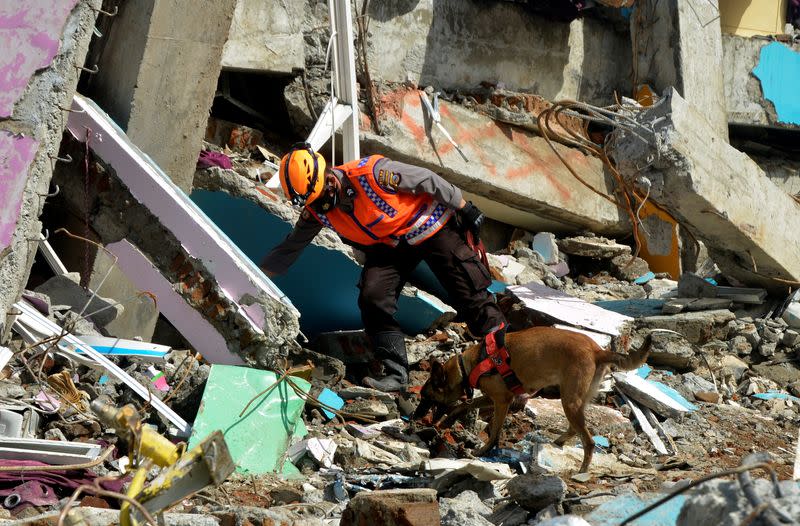 An Indonesian police officer with a K9 unit sniffer dog search for victims among the ruins of a hospital building collapsed following an earthquake in Mamuju