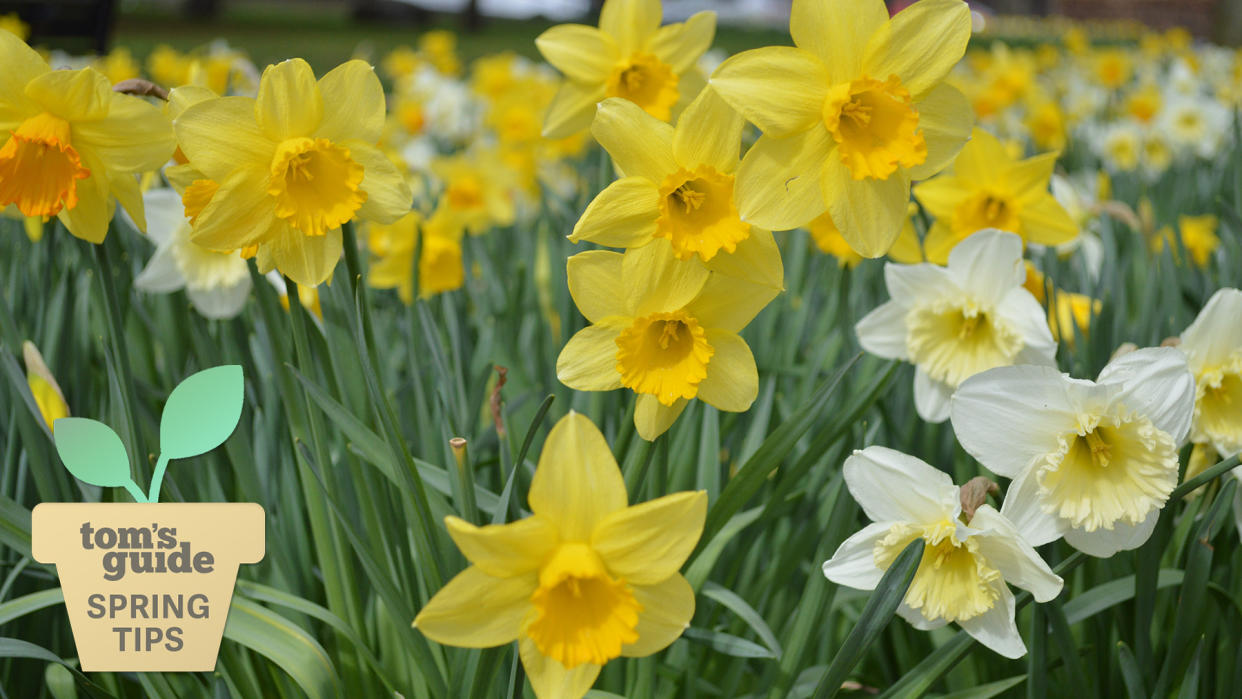  Daffodils in bloom. 