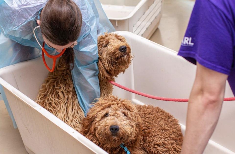 The Animal Rescue League of Iowa rescued 46 dogs from a puppy mill in Boone County on Thursday, July 11, 2024.