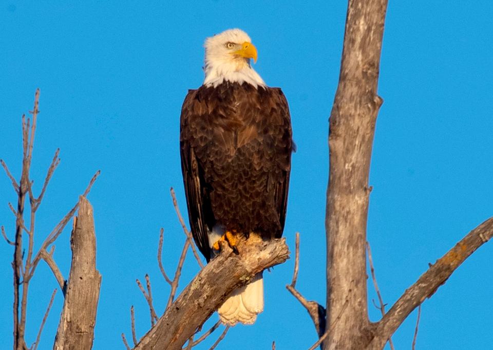 The Wisconsin Conservation Congress' environmental committee will present two questions related to lead poisoning in wildlife, problems which are particularly evident in bald eagles.