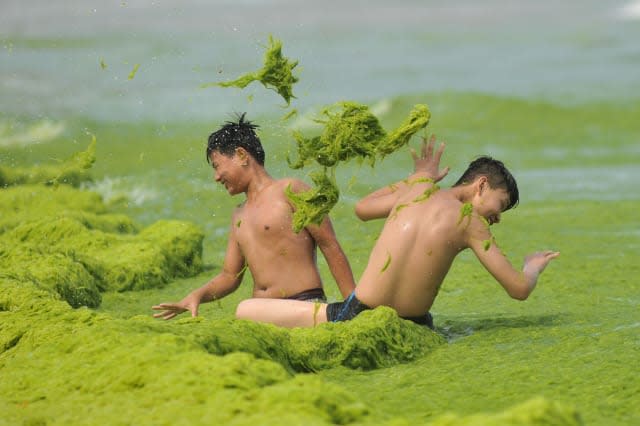 Chinese beach covered in slimy, green algae
