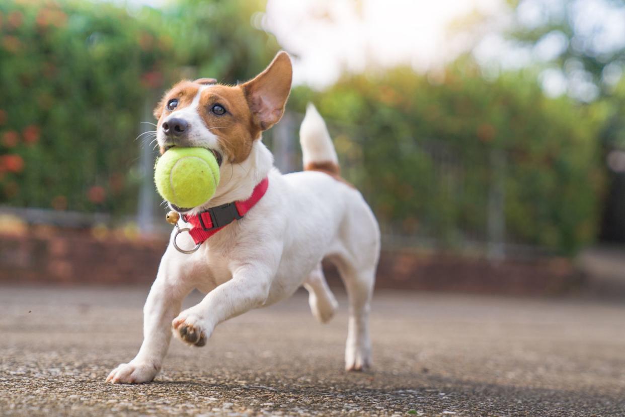 Happy joyful and playful jack russell dog relaxing and resting on gress garden at the park outdoors and outside on summer vacation holidays