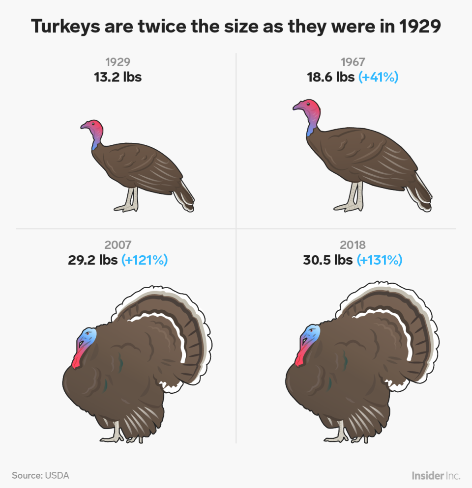 turkeys are twice the size as they were in 1929