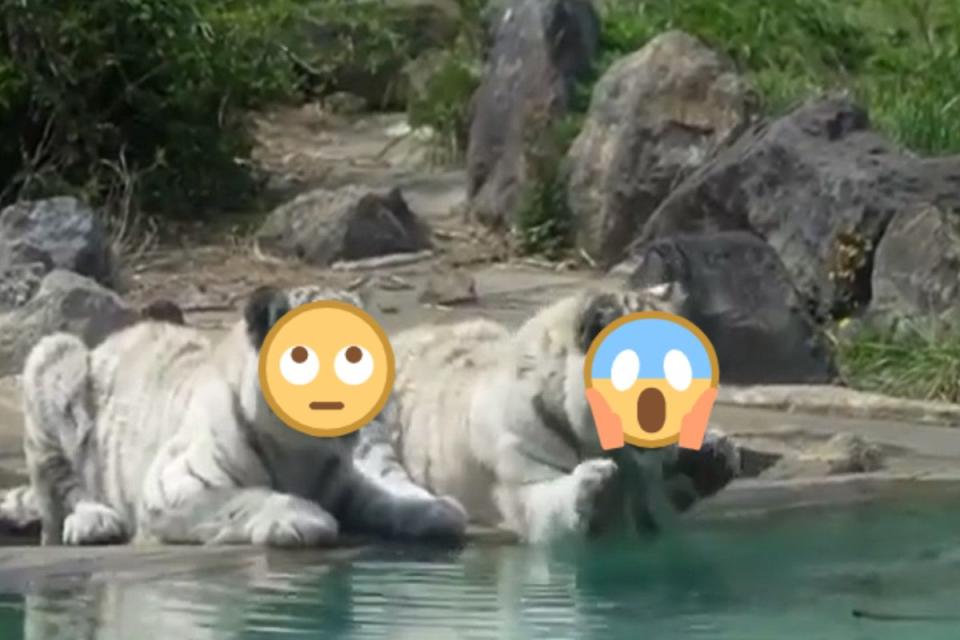 <p>日本伊豆動物園兩隻小白虎趴在水池邊拍水怒吼，原來是玩具掉進水裡啦！（圖／twitter @rikunow）</p>
