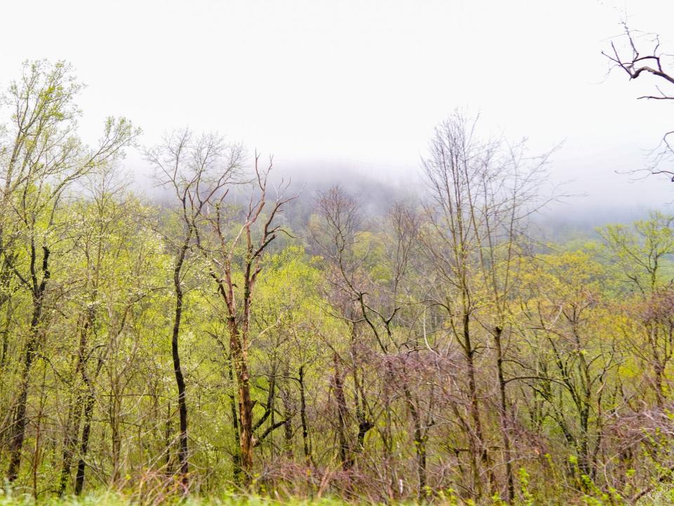 Fog in the Great Smoky Mountains.