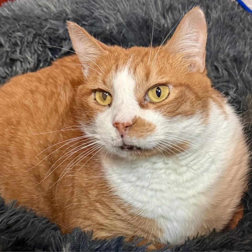 Louie is an amazing boy who is large and in charge - 23 pounds. He loves other cats, but is a bit shy around humans. Louie is not a fan of being held but is affectionate and doesn’t mind being petted and combed. He’s very talented and eats his food with his front paws.