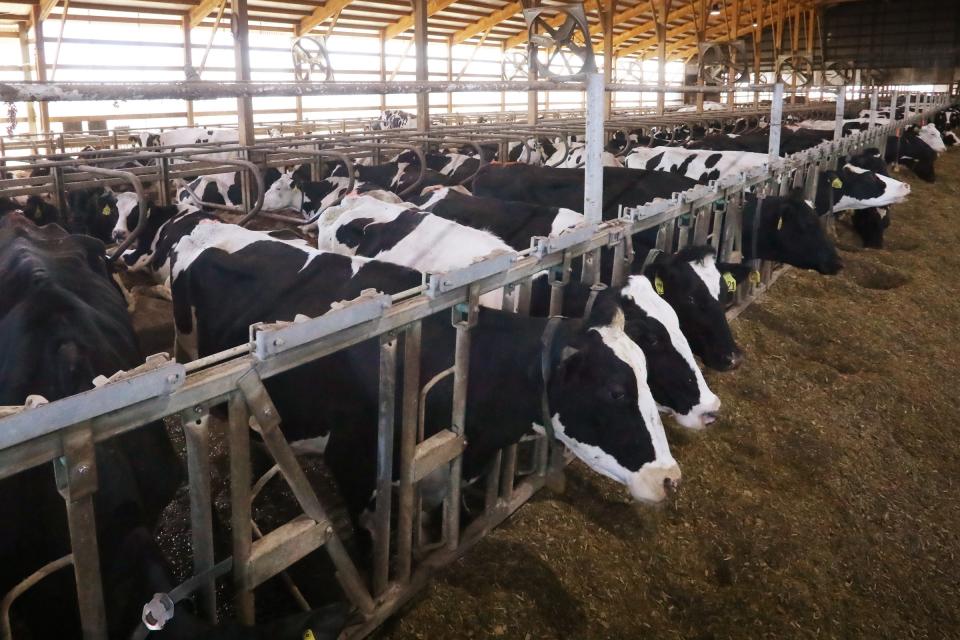 Dairy cows at a concentrated animal feeding operation, or CAFO, in Buffalo County, Wis. Between 2012 and 2017, the number of animals living on factory farms in the U.S. grew by 14%, even as the overall number of operations shrank.