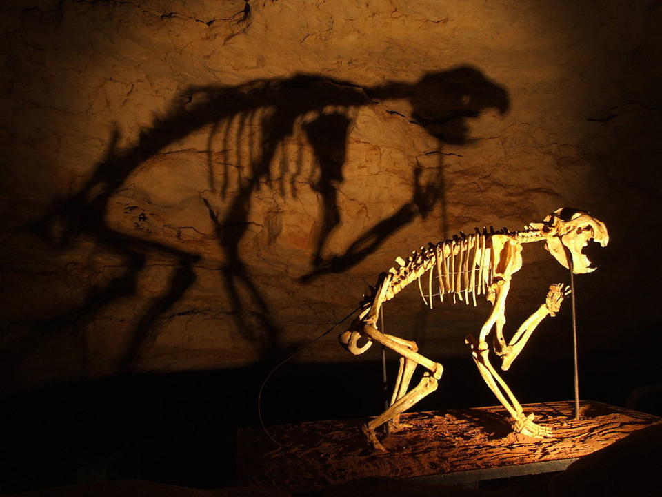納拉寇特洞穴中的袋獅骨架 (Photo by Karora, Wikimedia Commons提供) 