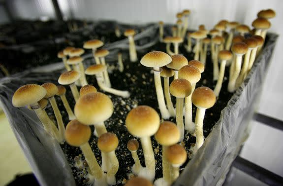 Magic mushrooms are seen in a grow room at a farm in Hazerswoude, central Netherlands.