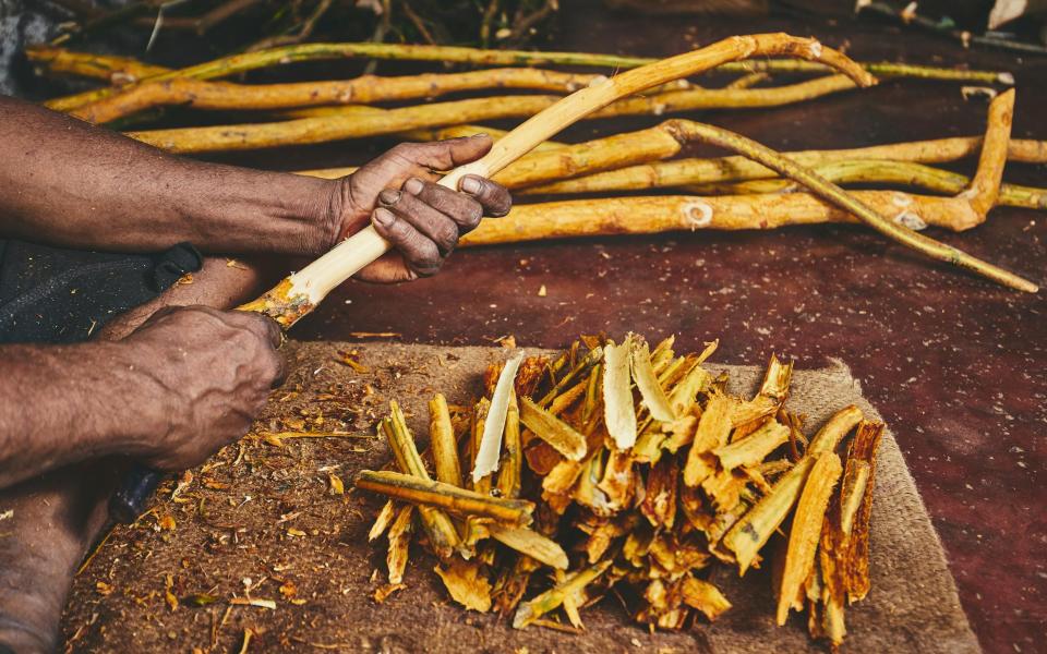 Cinnamon is produced in Sri Lanka - Getty