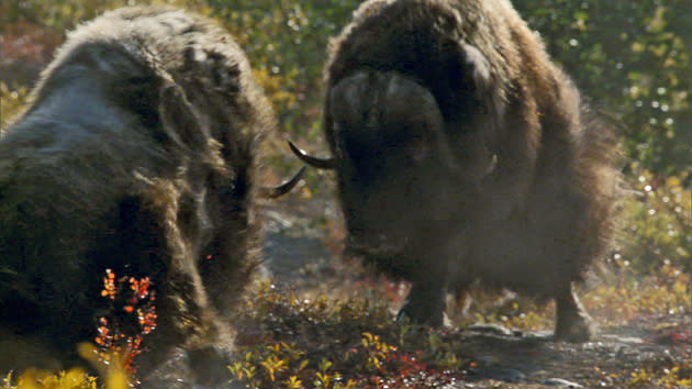 <b>Frozen Planet, BBC One, Wed, 9pm</b><br><b>Episode 4</b><br><br>Bull musk ox fighting over females, Alaska. The impact is like a car crash at 30mph and these battles can be fatal.
