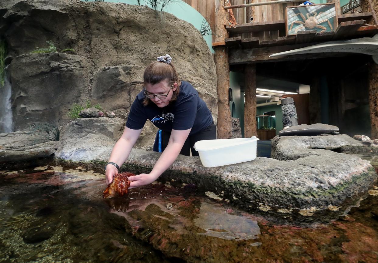 SEA Discovery Center's aquarium curator Emily Bjornsgard places a sea cucumber in the touch tank as she stocks the various aquariums in preparation for the reopening on Friday. The center will reopen after being closed for nearly two years.