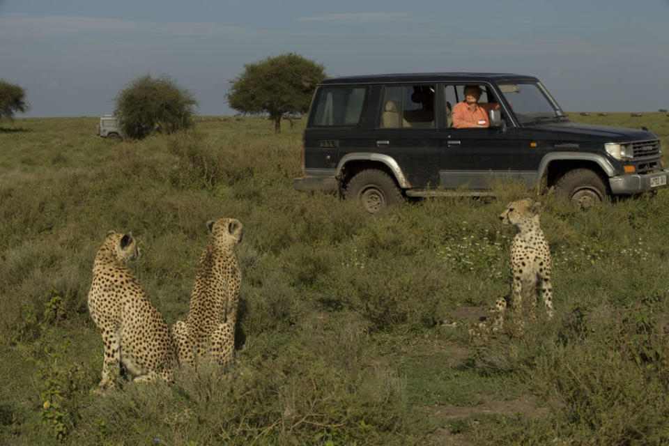 Cat Wars: Lion vs. Cheetah