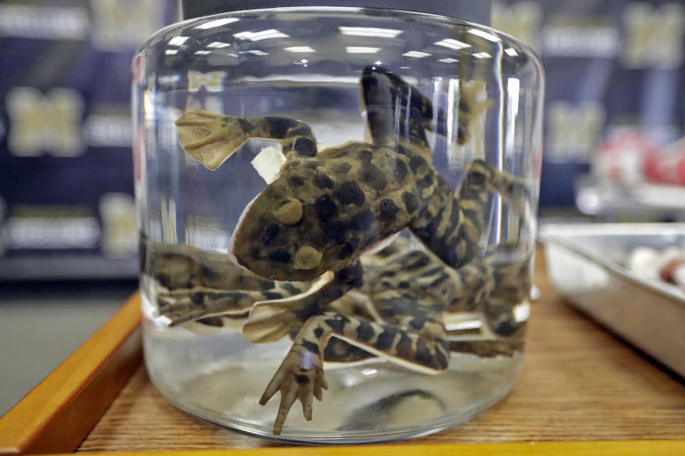 In this Wednesday, Nov. 20, 2019 photo, synthetic frogs made by Syndaver Labs sit in a container before a news conference at J.W. Mitchell High School in New Port Richey, Fla. The school is the first in the world to try the new technology. (AP Photo/Chris O'Meara)