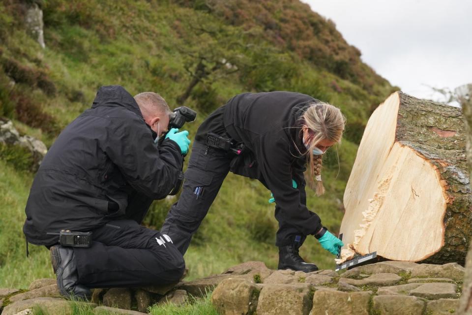Forensic investigators from Northumbria Police examine the felled Sycamore Gap tree, on Hadrian’s Wall (Owen Humphreys/PA) (PA Wire)