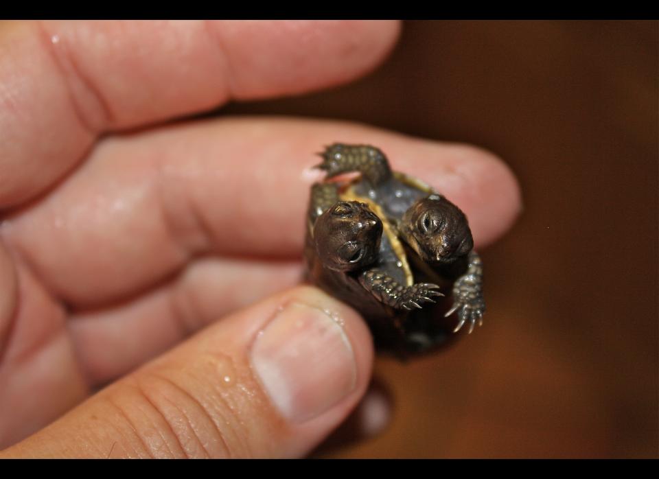 Todd Ray, who has what is believed to be the world's largest collection of two-headed animals, is considering whether or not he should surgically separate this two-headed turtle.