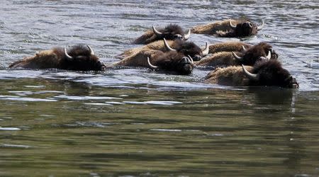 A herd of bison swim across the Yellowstone River in Yellowstone National Park, Wyoming in this June 21, 2011 file photo. REUTERS/Jim Urquhart/Files