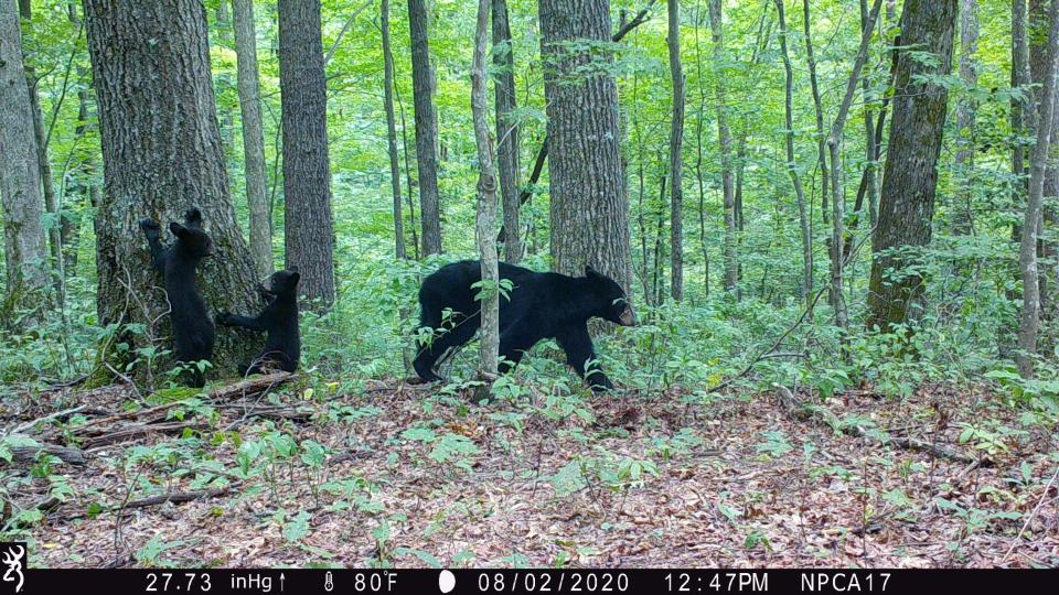 Park staff encourages visitors to call 828-298-2491 or stop at the nearest visitor center if you encounter a bear while on Blue Ridge Parkway.