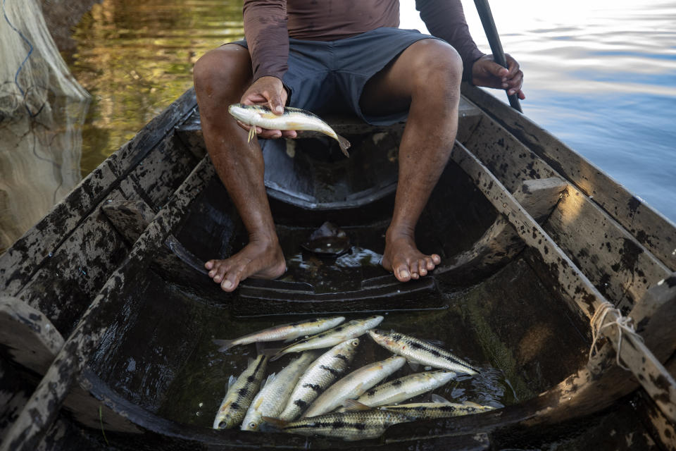 A fisherman shows his catch from the Tapajos river in Alter do Chao, district of Santarem, Para state, Brazil, Thursday, Aug. 27, 2020. Fishermen say they can no longer depend on the river to support their families, as its currently stormy waters scare much of the fish away. They blame that on cargo ships and ferries routed to the Santarém port, which takes Brazil's soybeans, beef and corn abroad. (AP Photo/Andre Penner)