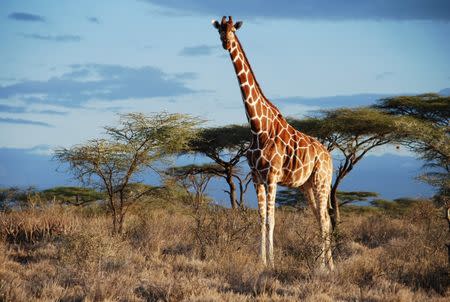 A Reticulated giraffe is seen in Samburu National Park, Kenya in this undated handout picture. Courtesy Julian Fennessy/Handout via REUTERS