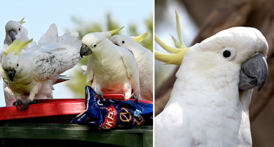 A group of cockatoos working together to open a wheelie bin (left) with one bird holding a chip packet. A cockatoo appears to be smiling (right). 