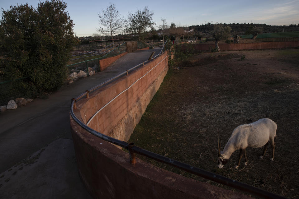 An Arabian oryx stands in an enclosure at Attica Zoological Park, Spata, near Athens, on Thursday, Jan. 21, 2021. After almost three months of closure due to COVID-19, Greece's only zoo could be approaching extinction: With no paying visitors or state aid big enough for its very particular needs, it still faces huge bills to keep 2,000 animals fed and healthy. (AP Photo/Petros Giannakouris)