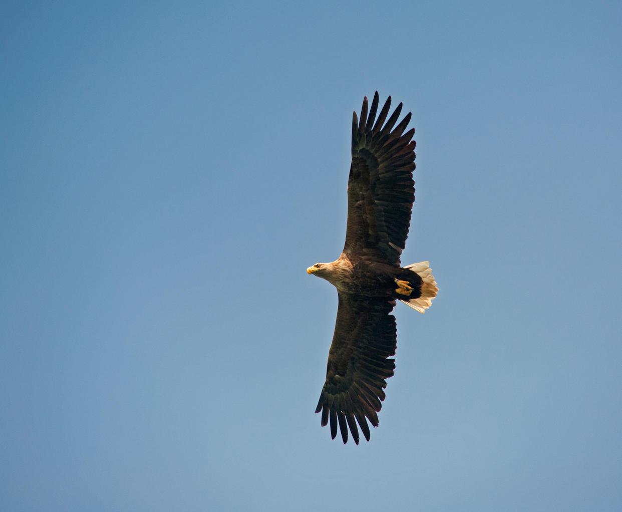 A white-tailed eagle in flight