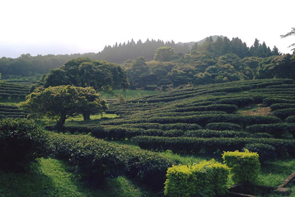 熊空茶園 (圖／台灣農林熊空茶園)