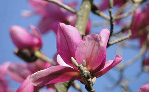 Magnolia campbellii subsp. mollicomata 'Peter Borlase' - Credit: Rodney Lay/RHS