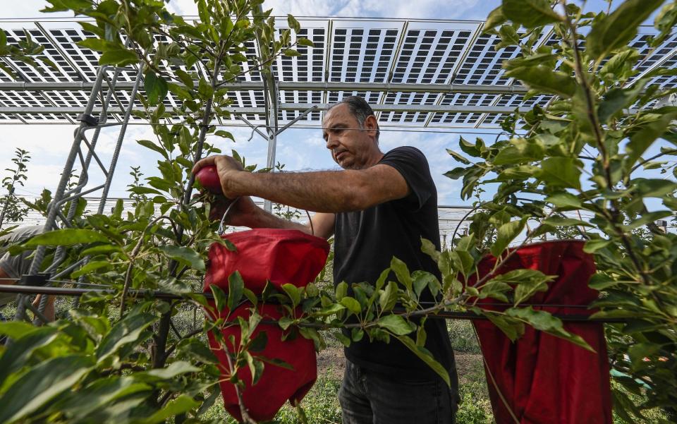 Researcher Fadel Hasan picks apples under solar panels installed over an organic orchard in Gelsdorf, western Germany, Tuesday, Aug. 30, 2022. Solar installations on arable land are becoming increasingly popular in Europe and North America, as farmers seek to make the most of their land and establish a second source of revenue. (AP Photo/Martin Meissner)