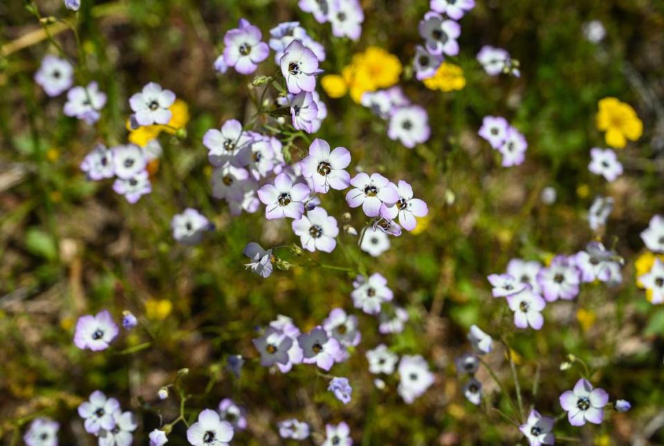 Bird’s-eye gilia flowers grow next to the San Joaquin River Trail on Wednesday, April 12, 2023.