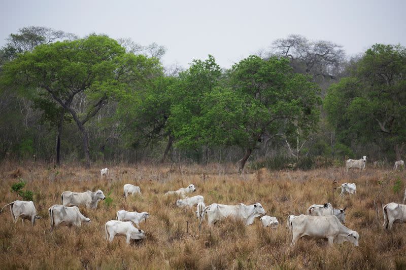 FILE PHOTO: Cattle are seen near San Ignacio de Velasco