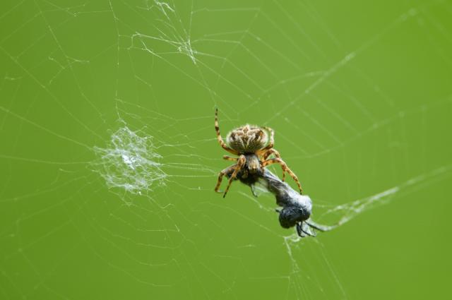 6 Facts About Spiders You Didn't Know