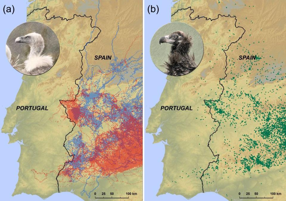 Posiciones visitadas por los buitres leonados (a) y negros (b) durante el tiempo del estudio. (Crédito imagen: Arrondo et Al.)