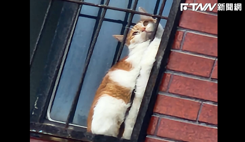 天王星大樓住戶愛貓「橘子」卡在7樓窗戶柵欄上。（圖／翻攝畫面）