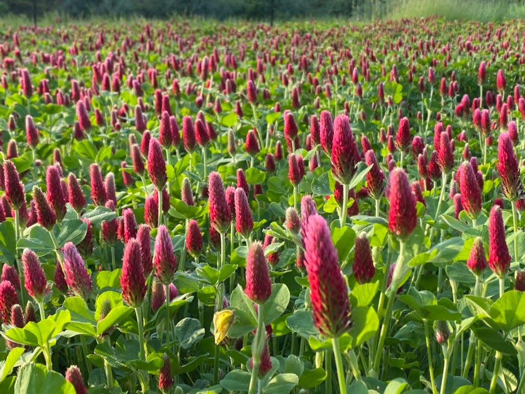 A field of crimson clover growing as a cover crop on May 10, 2022.