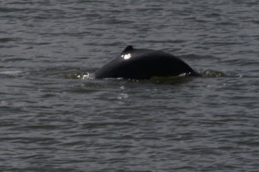The small dorsal fin of a critically endangered Irrawaddy dolphin spotted off the coast of West Kalimantan, on Indonesia's half of Borneo island by a team from the conservation group WWF, in an undated photo released by WWF-Indonesia on February 7. WWF said it spotted 18 Irrawaddy dolphins in Indonesian waters off Borneo Tuesday and called for greater protection of the species' habitat