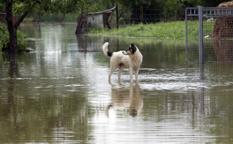 A dog stands in a flodded backyard in Sanski Most, Bosnia-Herzegovina, Tuesday, May 14, 2019. Homes and roads have been flooded in parts of Bosnia after rivers broke their banks following heavy rains, triggering concerns Tuesday of a repeat of floods five years ago when dozens died. (AP Photo/Darko Bandic)