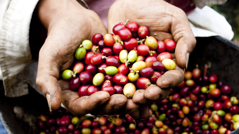 fresh coffee cherries in hands