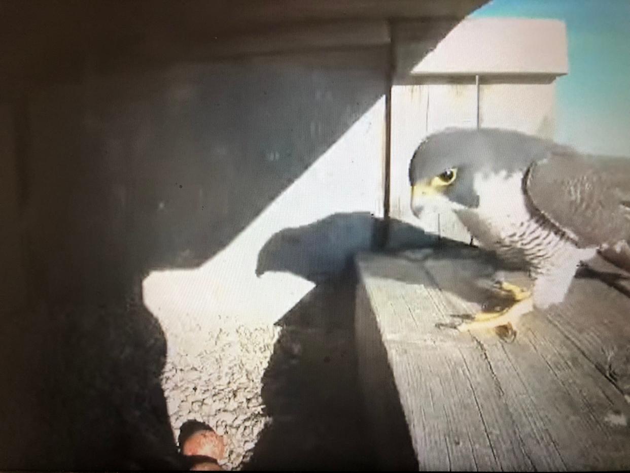A peregrine falcon adult looks at the five eggs in the South Bend nest box before moving in to sit on them again after a short break on April 13, 2023.