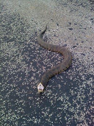 Cottonmouth moved out the street so it wouldnt get hit... dont kill snakes.