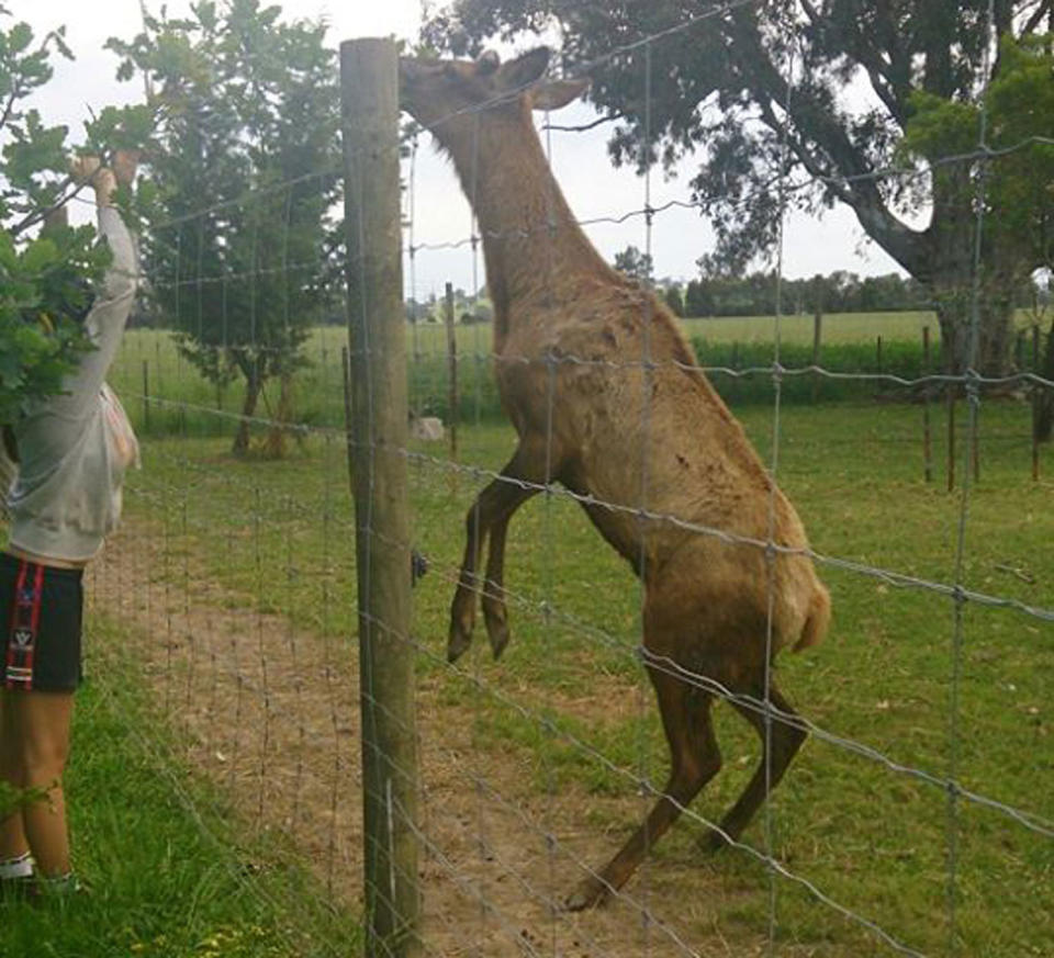 A deer being kept at the property. Source: Facebook/ Paul McDonald