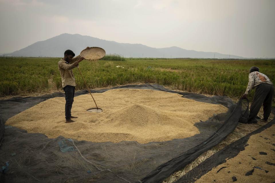 Farmers work in a paddy field on the outskirts of Guwahati, India, Tuesday, June 6, 2023. Experts are warning that rice production across South and Southeast Asia is likely to suffer with the world heading into an El Nino. (AP Photo/Anupam Nath)