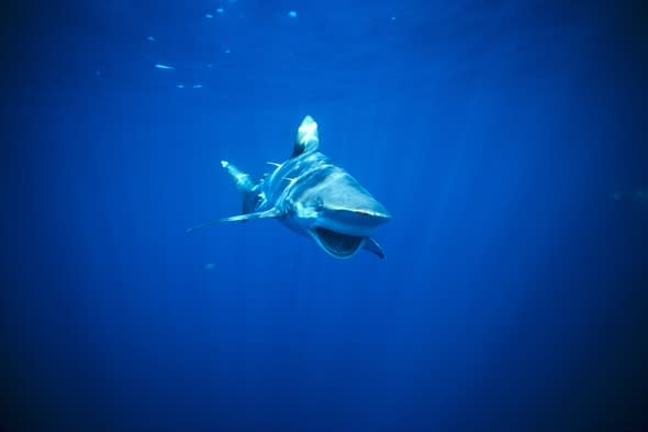 Bronze whaler shark 