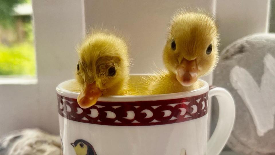 A photo of two ducklings in a teacup