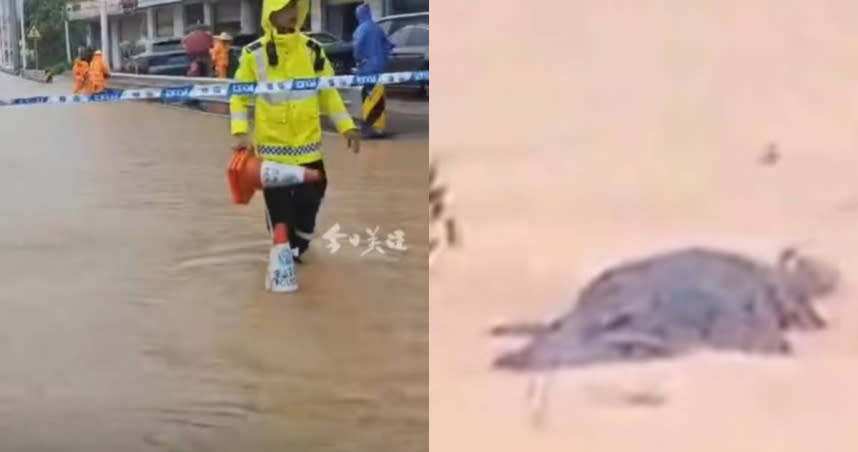 廣東省目前遭到暴雨襲擊，當地傳出有多隻鱷魚從養殖場裡面逃出。（圖／抖音）