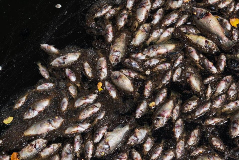 Dead fish float in the waters of Brush Creek near the Country Club Plaza on Monday, July 3, 2023, in Kansas City. The dead Green Sunfish range from three to ten inches in length and died from excessive heat and lack of oxygen.