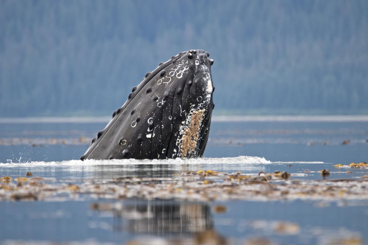A Humpback Whale pokes its head out at Glacier Bay National Park and Preserve in Alaska.